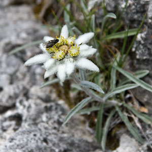 300_Edelweiss_4054