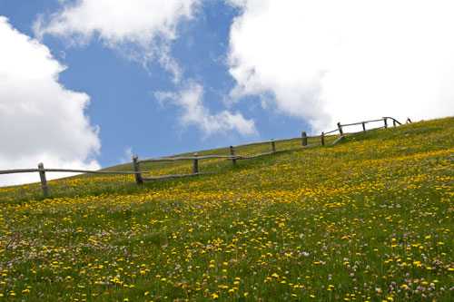 500_secedaBlumenWiese_4040