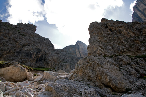 500_stevia_rauf_4119