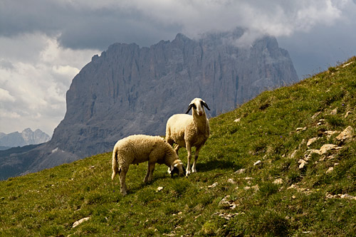 500_stevia_schafe_4145