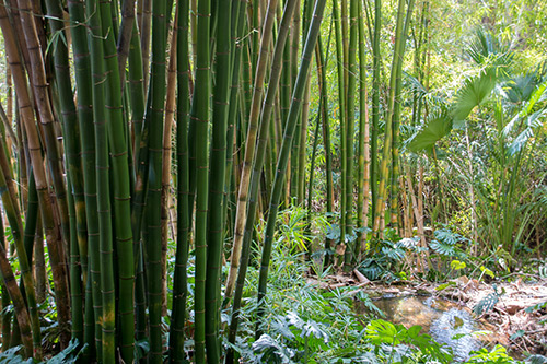 Ein echter Bambuswald