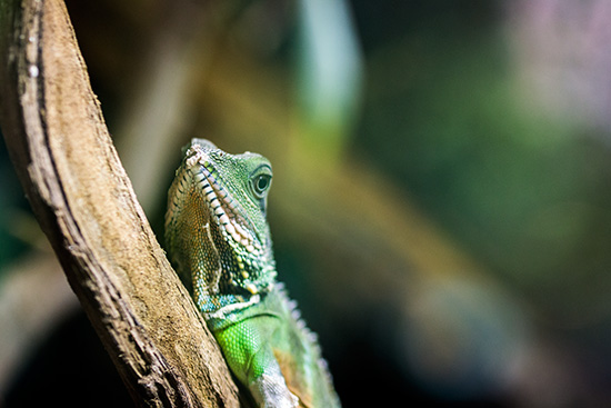Im Vivarium: Gecko lässt grüßen